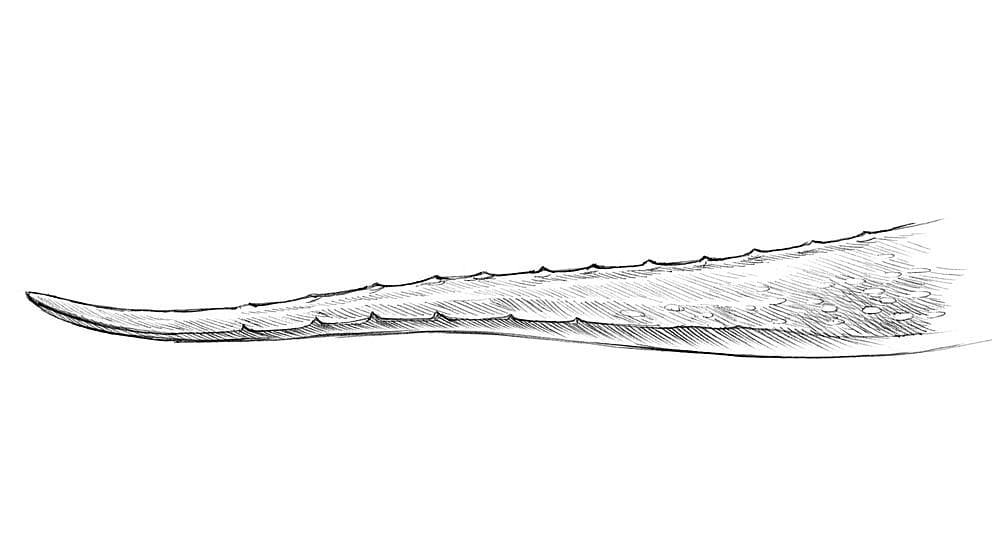 aloevera_leave_illustration