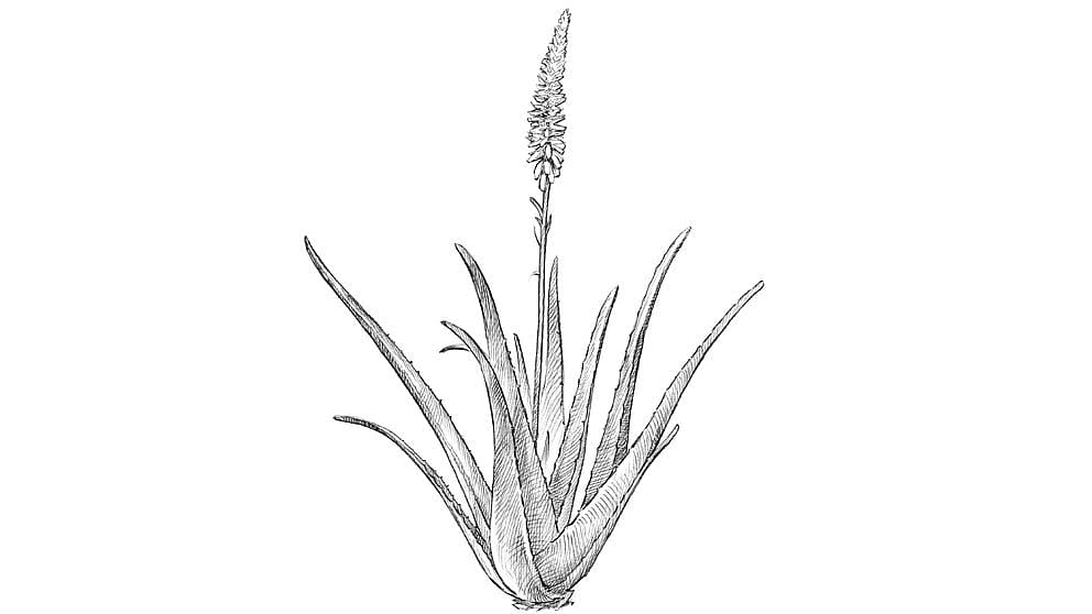 aloevera_plant_illustration_ll