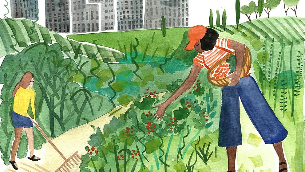 urban_gardening_field.jpg