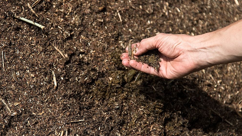 compost_in_hand.jpg
