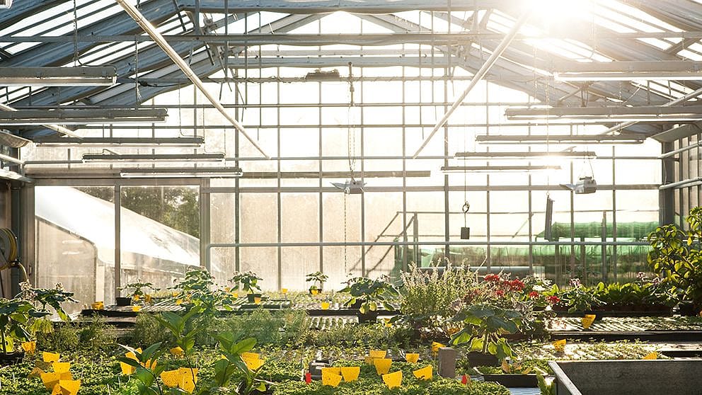 greenhouse.jpg