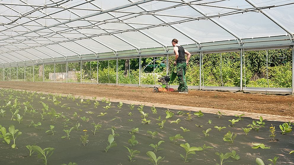 gardener_working_in_greenhouse