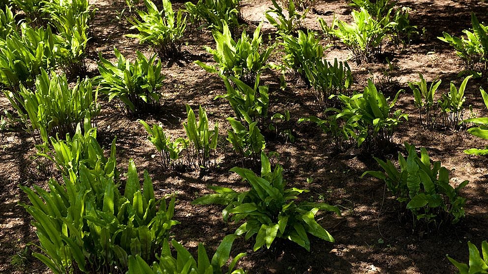 hd_dear_tongue_fern_in_bed