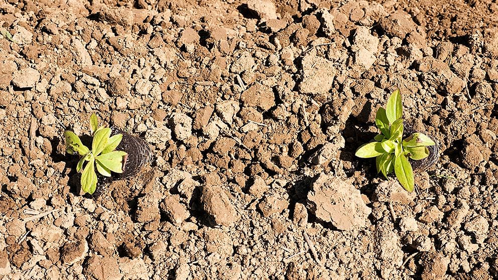 seedlings_in_soil
