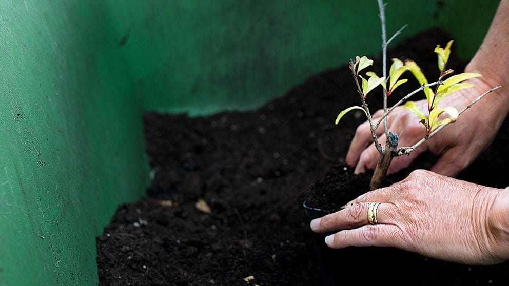 pomegranat_plant_ll.jpg