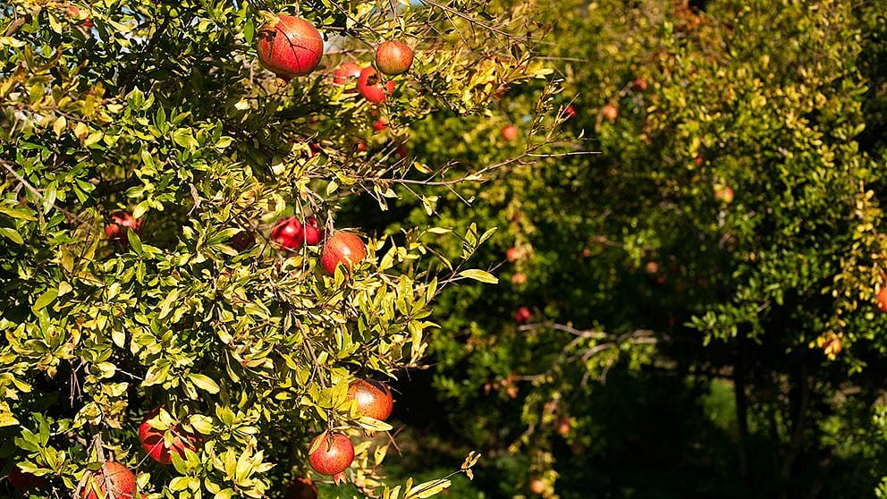 pomegranate_field_ll.jpg