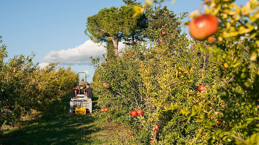 pomegranate_harvest_group_ll