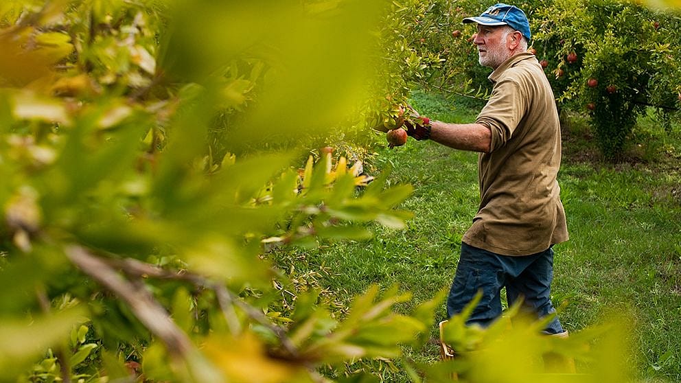 pomegranate_harvest_man_ll.jpg