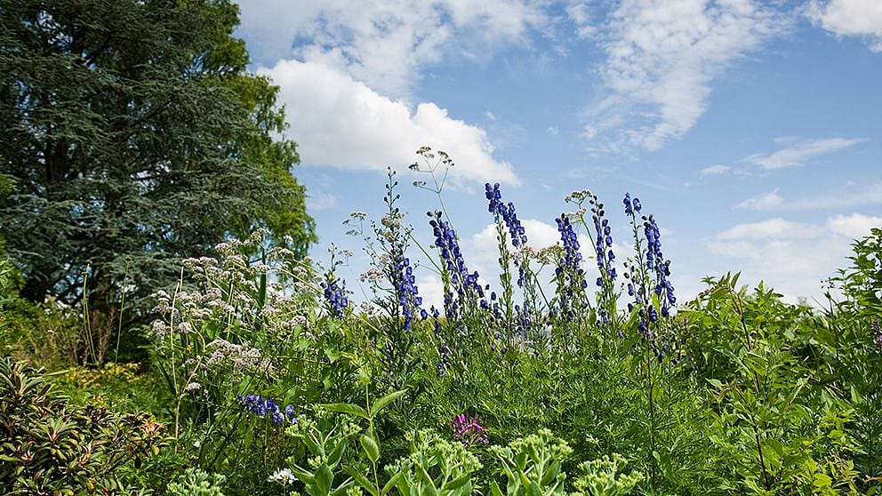 garden2_992_x_558.jpg