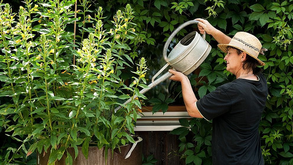 gardener_992_x_558.jpg