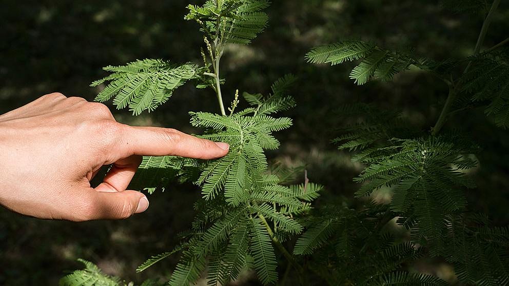 finger_touches_plant.jpg