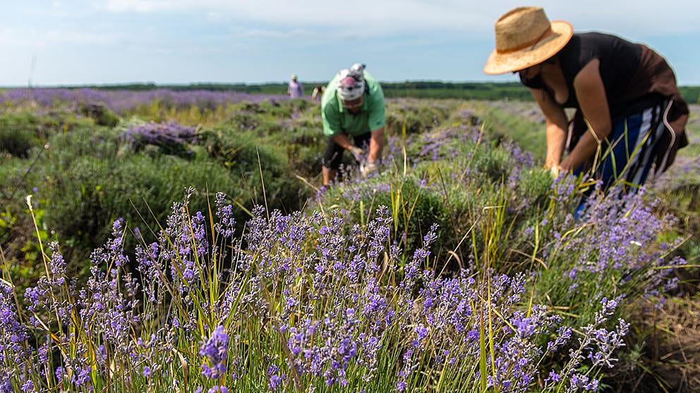 image-lavender-harvest.jpg