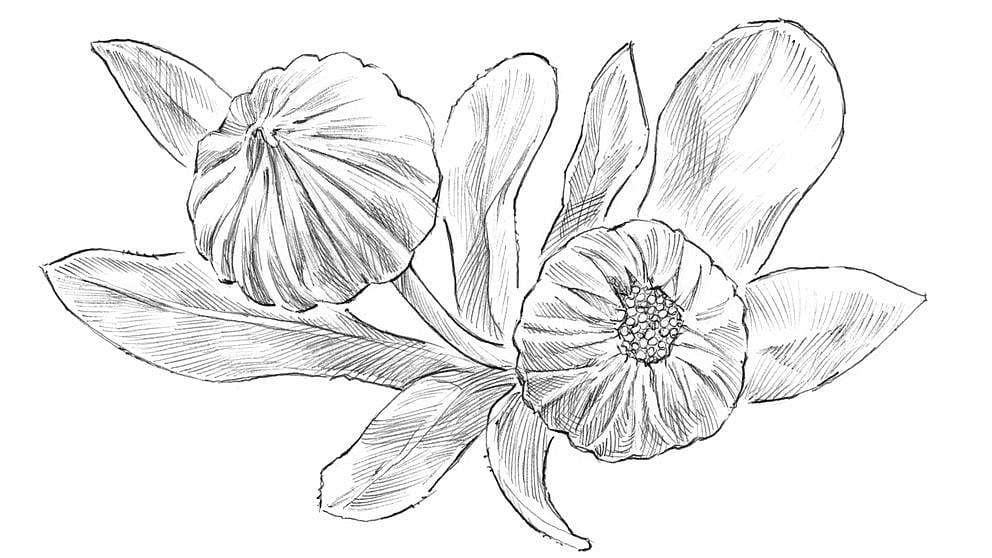 illu_calendula_bud_blossom.jpg