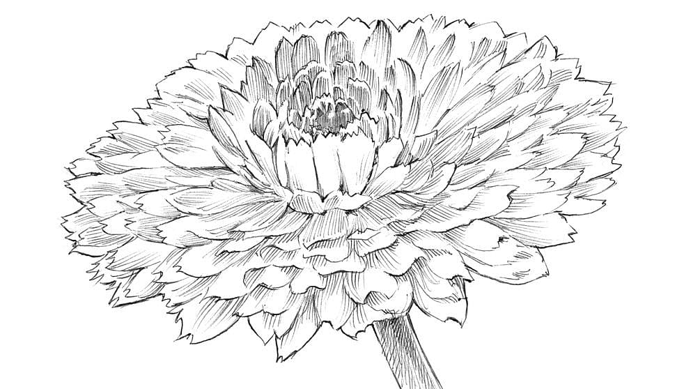 illu_calendula_open.jpg