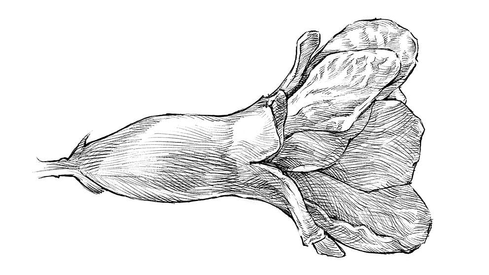 pomegranate_blossom_illustration_ll.jpg