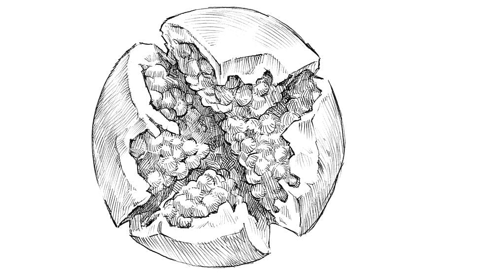 pomegranate_fruit_seed_ll.jpg
