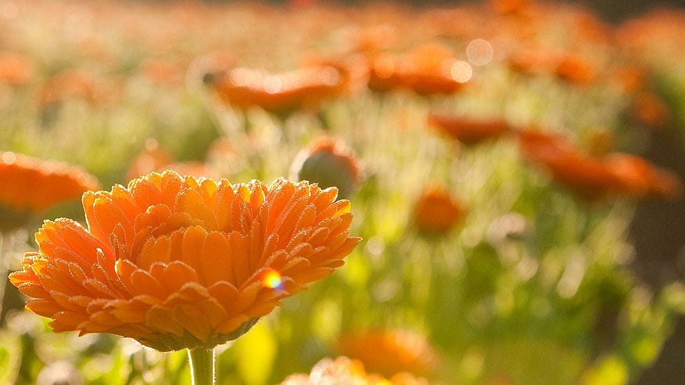 calendula_blossom_shimmer.jpg