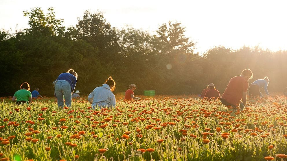 calendula_harvest_early_morning.jpg