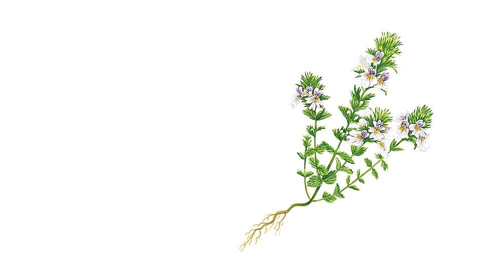 euphrasia_illustration