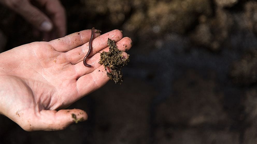 hd_earthworm_on_hand