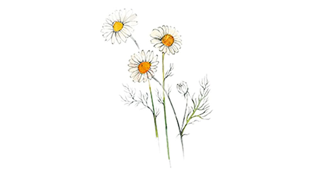 Chamomile