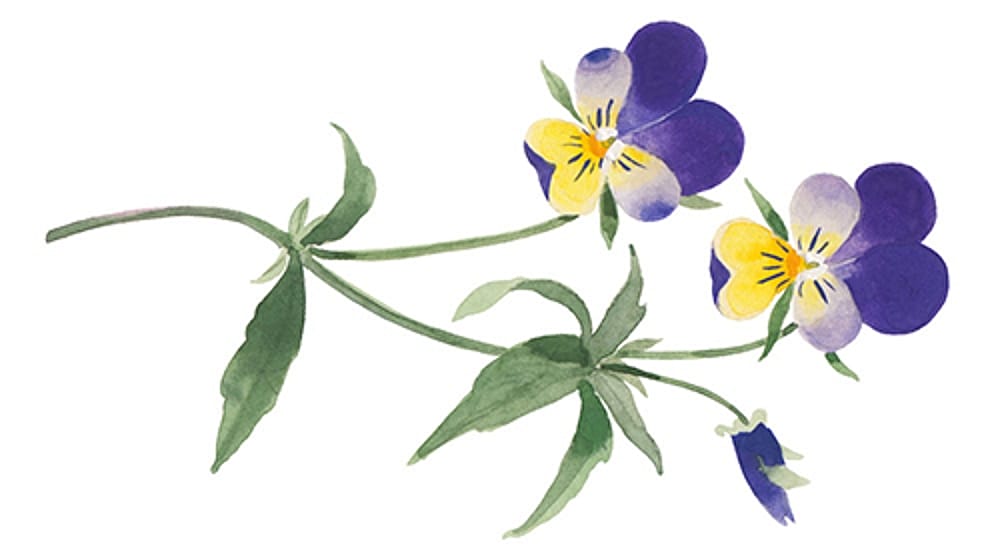 Pansy
