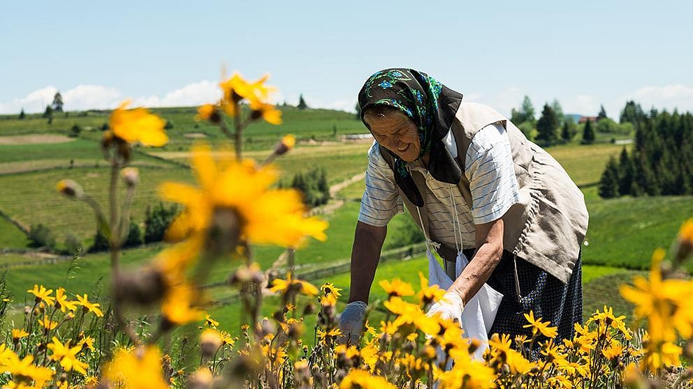 sun flowers