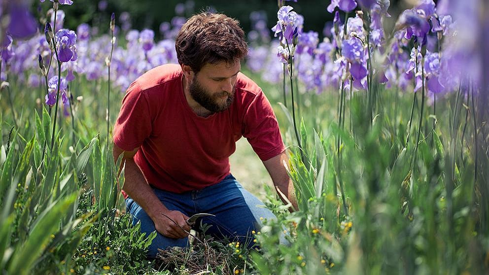 man in lavendula field