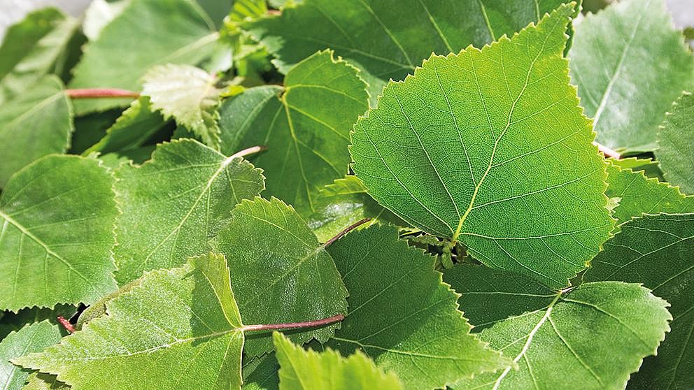 birch_leaves_harvest.jpg