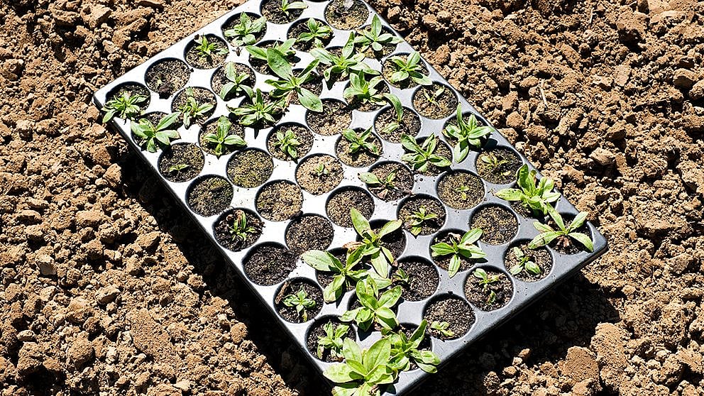 seedlings_in_tray.jpg