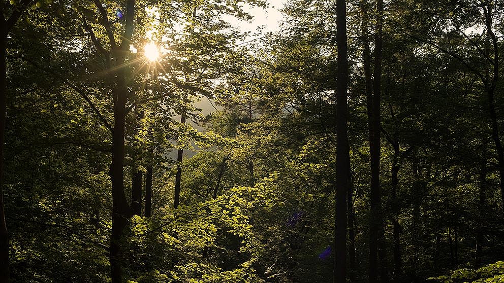sunlight_woods.jpg